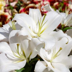 Lirio blanco
