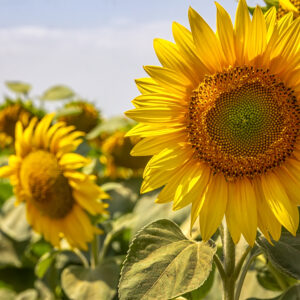 Girasol