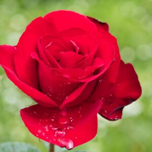 Rosa roja
