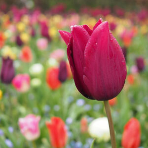 Tulipán